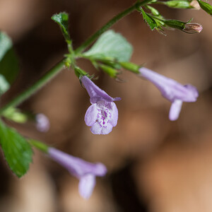 Clinopodium nepeta subsp. sylvaticum (Lamiaceae)  - Clinopode à feuilles de menthe, Calament à feuilles de menthe, Calament des bois, Sarriette des bois, Sarriette à feuilles de menthe - Wood Calamint Vosges [France] 02/08/2011 - 340m