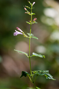 Clinopodium nepeta subsp. sylvaticum (Lamiaceae)  - Clinopode à feuilles de menthe, Calament à feuilles de menthe, Calament des bois, Sarriette des bois, Sarriette à feuilles de menthe - Wood Calamint Vosges [France] 02/08/2011 - 340m