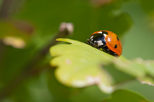 Coccinella septempunctata (Coccinellidae)  - Coccinelle à 7 points, Coccinelle, Bête à bon Dieu - Seven-spot Ladybird Vosges [France] 01/08/2011 - 380m