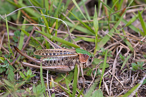 Decticus verrucivorus (Tettigoniidae)  - Dectique verrucivore - Wart-biter Vosges [France] 01/08/2011 - 380m