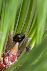 Exochomus quadripustulatus (Coccinellidae)  - Pine Ladybird Nord [France] 06/08/2011 - 40m