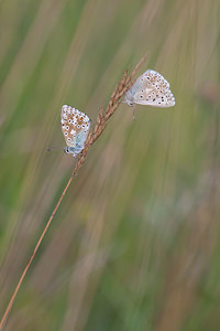 Lysandra coridon (Lycaenidae)  - Argus bleu-nacré - Chalk-hill Blue Meuse [France] 02/08/2011 - 310m