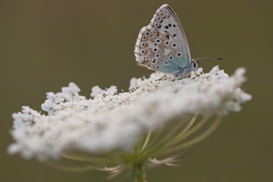 Lysandra coridon (Lycaenidae)  - Argus bleu-nacré - Chalk-hill Blue Meuse [France] 02/08/2011 - 300m