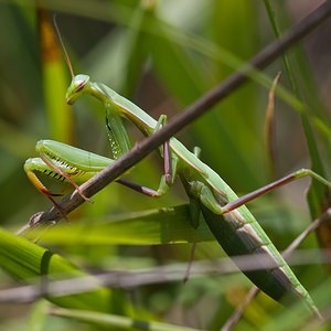 Mantis religiosa (Mantidae)  - Mante religieuse - Praying Mantis Vosges [France] 01/08/2011 - 380m