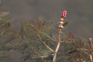 Myriophyllum spicatum (Haloragaceae)  - Myriophylle en épi, Myriophylle à épi, Myriophylle à fleurs en épi - Spiked Water-milfoil Nord [France] 27/08/2011 - 20m