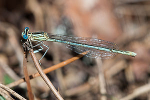 Platycnemis pennipes (Platycnemididae)  - Agrion à larges pattes, Pennipatte bleuâtre - White-legged Damselfly, Blue featherleg Vosges [France] 01/08/2011 - 380m