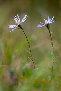 Aster amellus Aster amelle, Marguerite de la Saint-Michel, Étoilée, oeil-du-Christ European Michaelmas-daisy