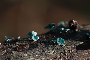 Chlorociboria aeruginascens (Helotiaceae)  - Green Elfcup  [France] 14/09/2011 - 250m