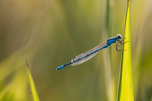 Enallagma cyathigerum (Coenagrionidae)  - Agrion porte-coupe - Common Blue Damselfly Nord [France] 16/09/2011 - 180m