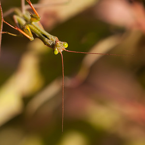 Mantis religiosa (Mantidae)  - Mante religieuse - Praying Mantis Marne [France] 14/09/2011 - 160m