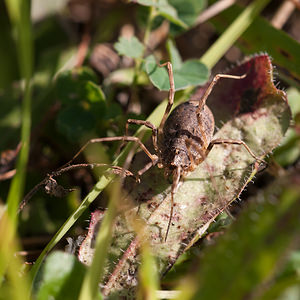 Odiellus spinosus (Phalangiidae)  Marne [France] 15/09/2011 - 160m