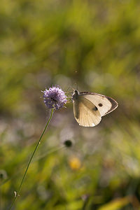 Pieris brassicae (Pieridae)  - Piéride du Chou, Grande Piéride du Chou, Papillon du Chou - Large White Marne [France] 15/09/2011 - 160m