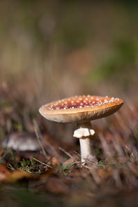 Amanita muscaria (Amanitaceae)  - Amanite tue-mouches, Fausse oronge - Fly Agaric Ath [Belgique] 13/11/2011 - 20m