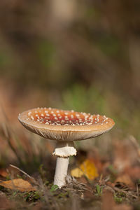 Amanita muscaria (Amanitaceae)  - Amanite tue-mouches, Fausse oronge - Fly Agaric Ath [Belgique] 13/11/2011 - 20m