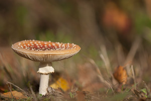 Amanita muscaria Amanite tue-mouches, Fausse oronge Fly Agaric