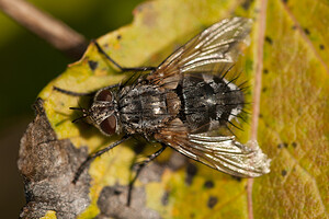 Pollenia  (Calliphoridae)  Ath [Belgique] 13/11/2011 - 20m