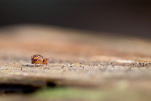 Dicyrtomina ornata (Dicyrtomidae)  Marne [France] 13/01/2012 - 150m