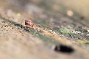 Dicyrtomina ornata (Dicyrtomidae)  Marne [France] 13/01/2012 - 150m