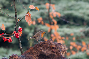 Erithacus rubecula (Muscicapidae)  - Rougegorge familier - European Robin Marne [France] 13/01/2012 - 100m