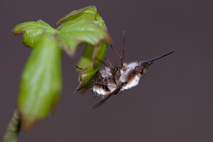Bombylius  (Bombyliidae)  Pas-de-Calais [France] 31/03/2012 - 20m
