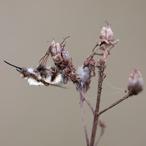 Bombylius  (Bombyliidae)  Pas-de-Calais [France] 31/03/2012 - 40m