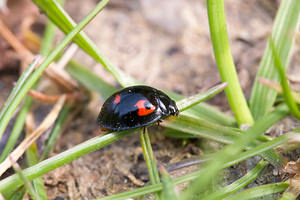 Exochomus quadripustulatus (Coccinellidae)  - Pine Ladybird Nord [France] 08/04/2012 - 40m