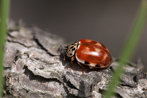 Harmonia quadripunctata (Coccinellidae)  - Coccinelle à quatre points - Four-spot Ladybird [Harmonia quadripunctata] Nord [France] 08/04/2012 - 40m