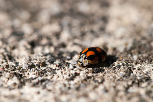 Adalia decempunctata (Coccinellidae)  - Coccinelle à dix points - Ten-spot Ladybird Ain [France] 11/05/2012 - 550m