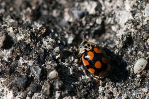 Adalia decempunctata (Coccinellidae)  - Coccinelle à dix points - Ten-spot Ladybird Ain [France] 11/05/2012 - 550m