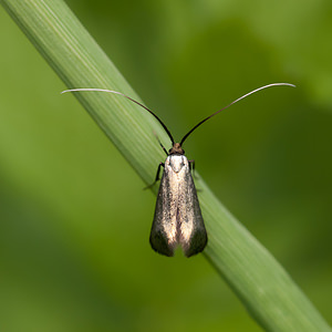 Adela reaumurella (Adelidae)  - Adèle verdoyante Meuse [France] 07/05/2012 - 190m