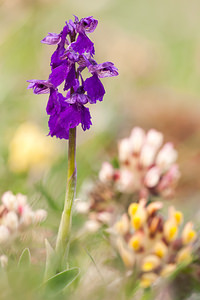 Anacamptis morio (Orchidaceae)  - Anacamptide bouffon, Orchis bouffon Drome [France] 17/05/2012 - 920m
