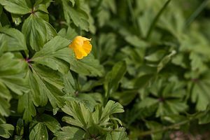 Anemone ranunculoides (Ranunculaceae)  - Anémone fausse renoncule - Yellow Anemone Drome [France] 15/05/2012 - 1450m