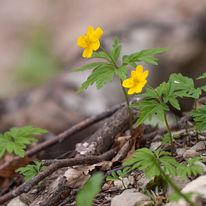 Anemone ranunculoides (Ranunculaceae)  - Anémone fausse renoncule - Yellow Anemone Drome [France] 15/05/2012 - 1300m