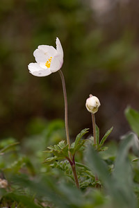 Anemone sylvestris (Ranunculaceae)  - Anémone sylvestre, Anémone sauvage - Snowdrop Anemone Marne [France] 03/05/2012 - 80m