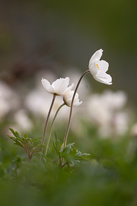 Anemone sylvestris (Ranunculaceae)  - Anémone sylvestre, Anémone sauvage - Snowdrop Anemone Marne [France] 03/05/2012 - 80m
