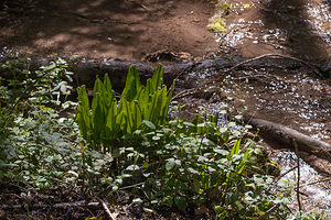 Asplenium scolopendrium (Aspleniaceae)  - Doradille scolopendre, Scolopendre, Scolopendre officinale, Langue-de-cerf - Hart's-tongue Drome [France] 17/05/2012 - 630m