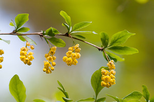 Berberis vulgaris (Berberidaceae)  - Épine-vinette commune, Épine-vinette, Vinettier commun, Berbéris commun - Barberry Cote-d'Or [France] 19/05/2012 - 370m