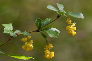 Berberis vulgaris (Berberidaceae)  - Épine-vinette commune, Épine-vinette, Vinettier commun, Berbéris commun - Barberry Cote-d'Or [France] 19/05/2012 - 370m