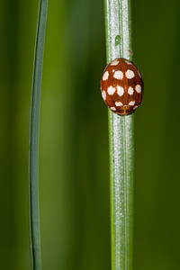 Calvia quatuordecimguttata (Coccinellidae)  Cote-d'Or [France] 10/05/2012 - 580m