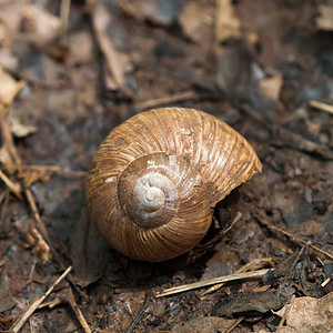 Cantareus apertus (Helicidae)  - Hélice édule Cote-d'Or [France] 10/05/2012 - 570m