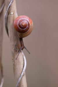 Cepaea hortensis (Helicidae)  - Escargot des jardins - White-lipped Snail Ardennes [France] 01/05/2012 - 200m