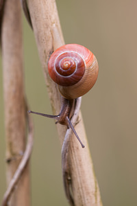 Cepaea hortensis (Helicidae)  - Escargot des jardins - White-lipped Snail Ardennes [France] 01/05/2012 - 200m