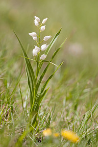 Cephalanthera longifolia (Orchidaceae)  - Céphalanthère à feuilles longues, Céphalanthère à longues feuilles, Céphalanthère à feuilles en épée - Narrow-leaved Helleborine Drome [France] 16/05/2012 - 720m