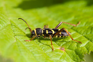 Clytus arietis (Cerambycidae)  - Clyte d'Eastwood, Clyte bélier, Clyte guêpe - Wasp Beetle Drome [France] 18/05/2012 - 920m