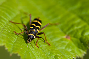 Clytus arietis (Cerambycidae)  - Clyte d'Eastwood, Clyte bélier, Clyte guêpe - Wasp Beetle Drome [France] 18/05/2012 - 920m