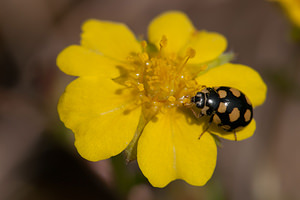 Coccinula quatuordecimpustulata (Coccinellidae)  Cote-d'Or [France] 10/05/2012 - 570m