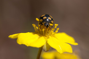 Coccinula quatuordecimpustulata (Coccinellidae)  Cote-d'Or [France] 10/05/2012 - 570m