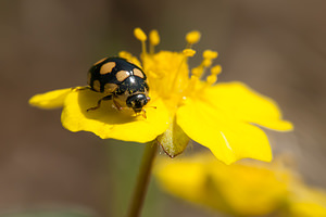 Coccinula quatuordecimpustulata (Coccinellidae)  Cote-d'Or [France] 10/05/2012 - 570m