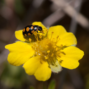 Coccinula quatuordecimpustulata (Coccinellidae)  Cote-d'Or [France] 10/05/2012 - 570m