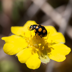 Coccinula quatuordecimpustulata (Coccinellidae)  Cote-d'Or [France] 10/05/2012 - 570m